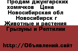 Продам джунгарских хомячков › Цена ­ 50 - Новосибирская обл., Новосибирск г. Животные и растения » Грызуны и Рептилии   